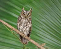 Sulawesi Scops-Owl