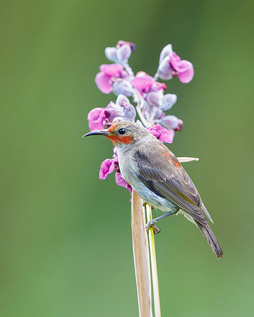 Sulawesi Myzomela, female