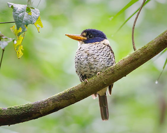 Scaly-breasted Kingfisher