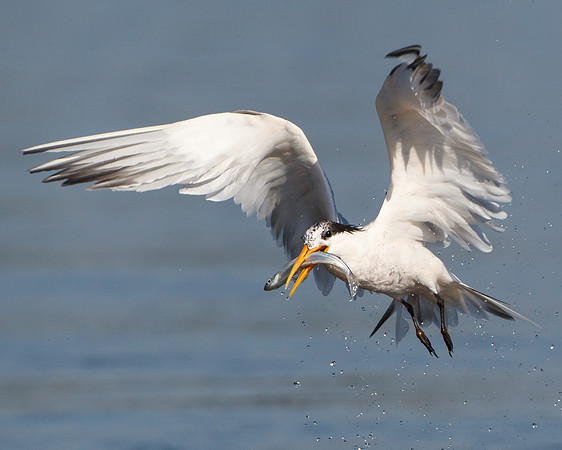 Elegant Tern with fish