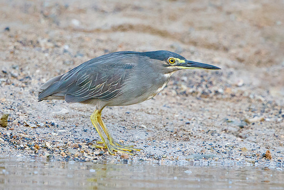 Striated Heron