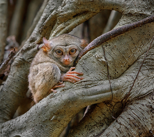 Spectral Tarsier
