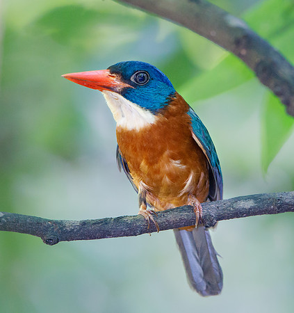Green-backed Kingfisher