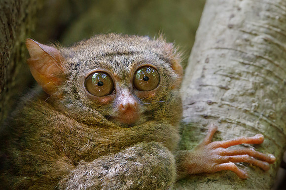 Spectral Tarsier