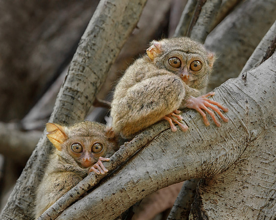 Spectral Tarsier