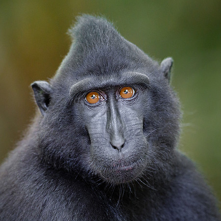 Crested Black Macaque