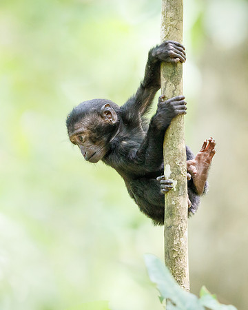 Crested Black Macaque