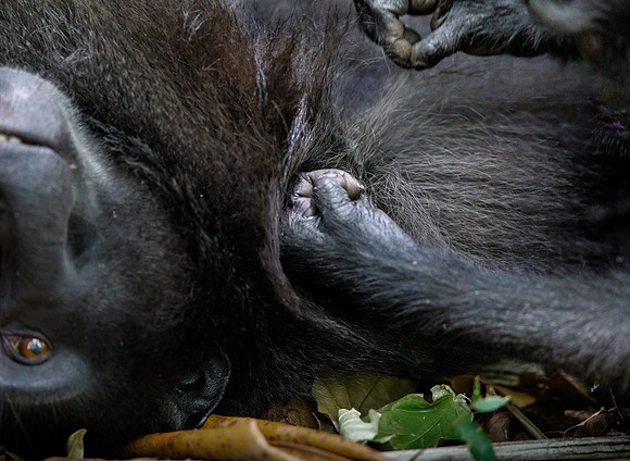 Crested Black Macaque