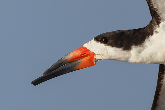 Black Skimmer