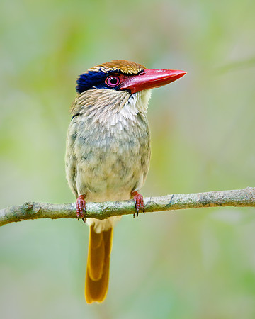 Lilac-cheeked Kingfisher