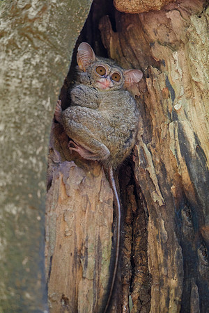 Spectral Tarsier