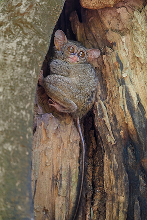 Spectral Tarsier