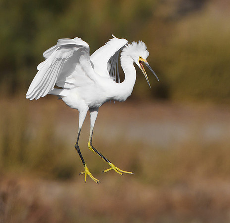 Snowy Egret