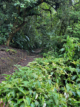 The lodge owner puts out worms every evening to draw the reclusive Scaled Antpitta out of the forest and onto this trail.