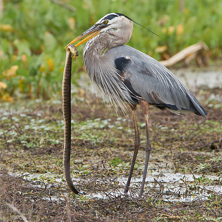 Great Blue Heron in battle with snake