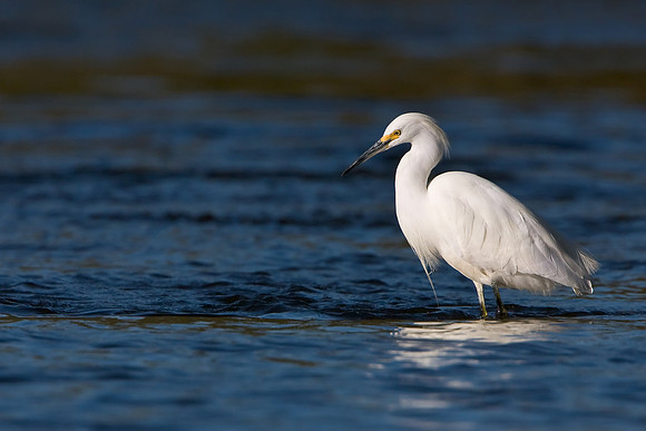 Snowy Egret