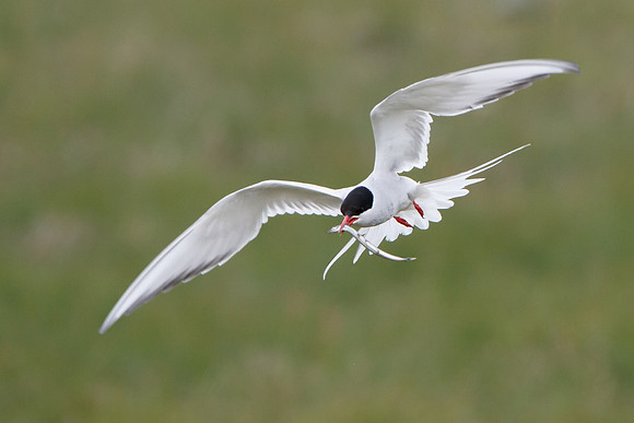 Arctic Tern