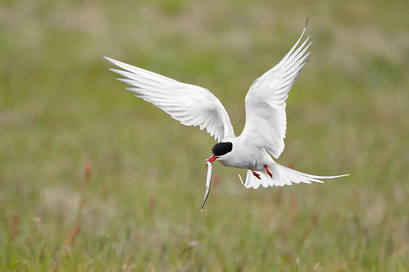 Arctic Tern