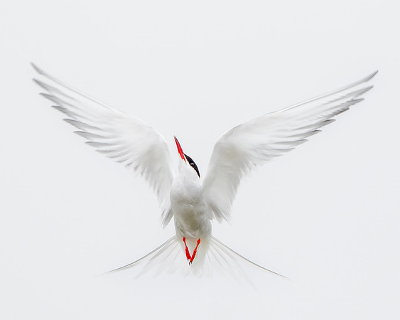 Arctic Tern
