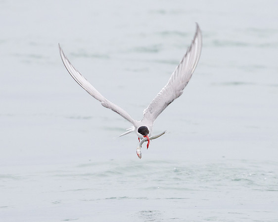 Arctic Tern