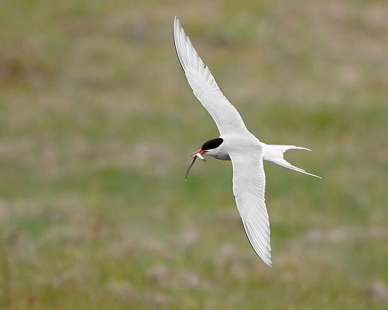 Arctic Tern
