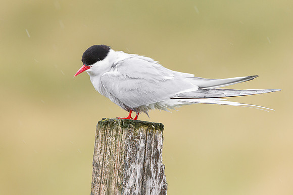 Arctic Tern