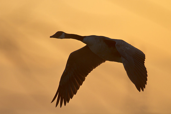 Canada Goose, sunrise
