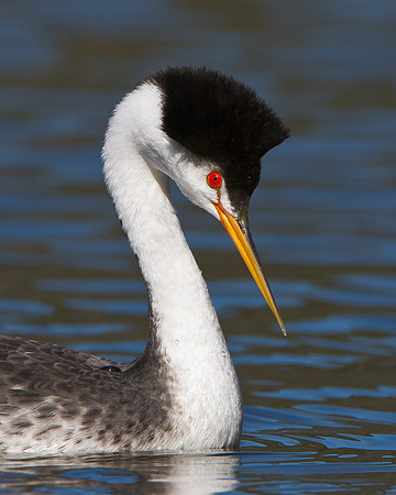 Clark's Grebe