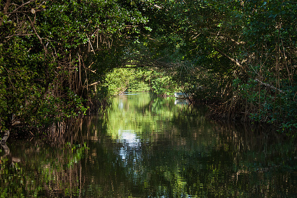 Mangrove channel on way to Coroni Swamp
