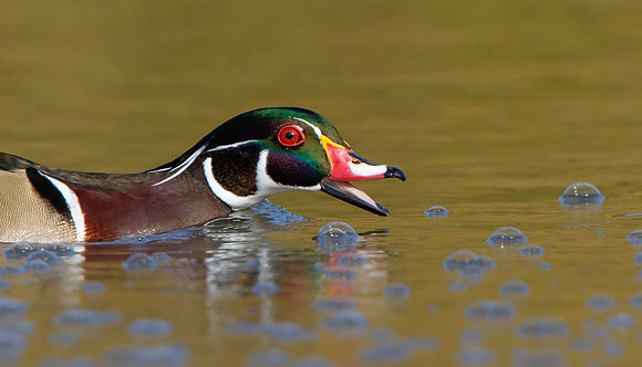 Wood Duck, fishing behavior
