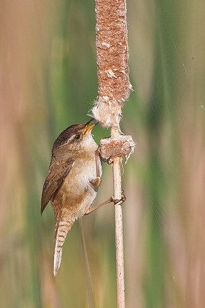 Marsh Wren, collecting nest material