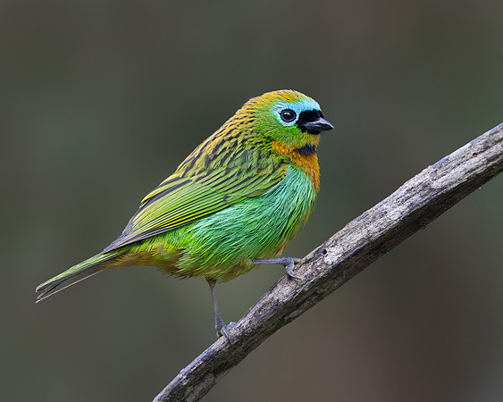 Brassy-breasted Tanager