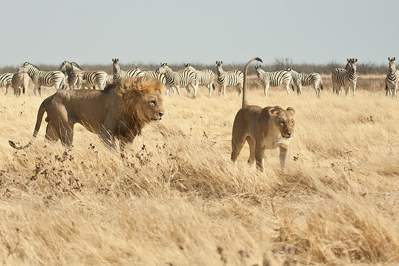 Lions, male & female