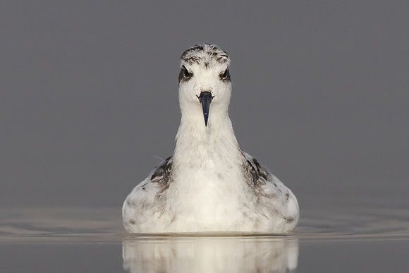 Red-necked Phalarope