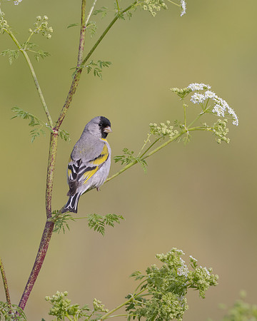 Lawrence's Goldfinch