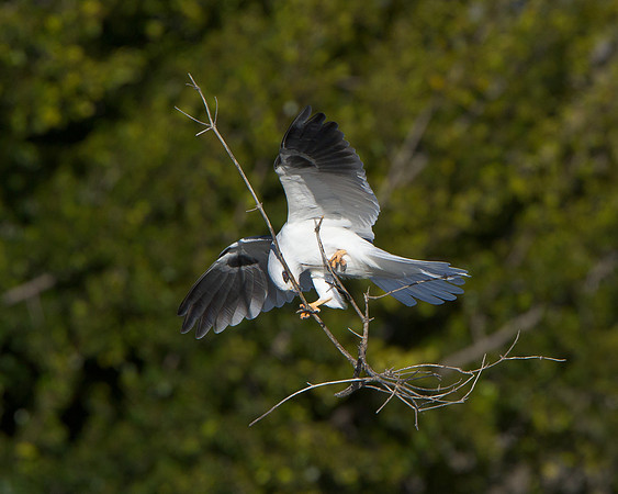 White-tailed Kite, struggling to carry nest material