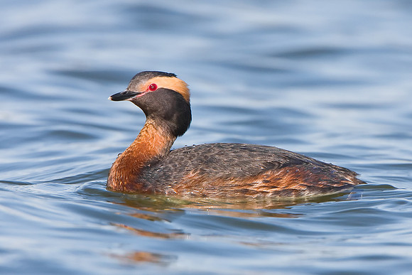 Horned Grebe