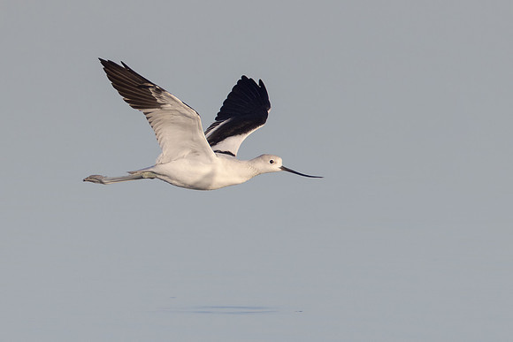 American Avocet