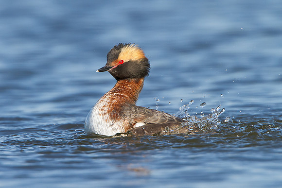 Horned Grebe