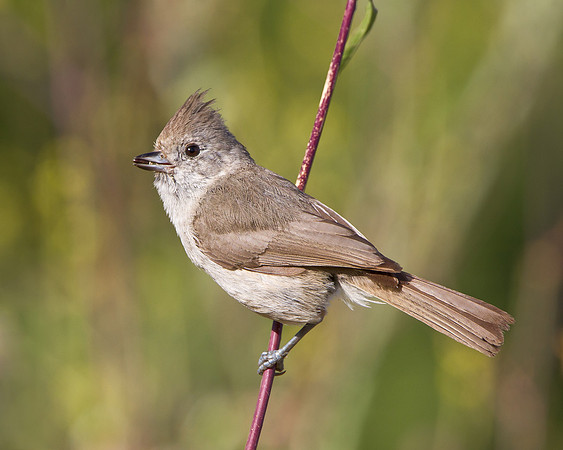 Oak Titmouse