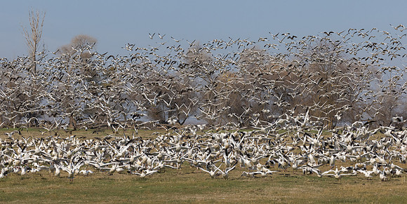 Ross's and Snow Geese