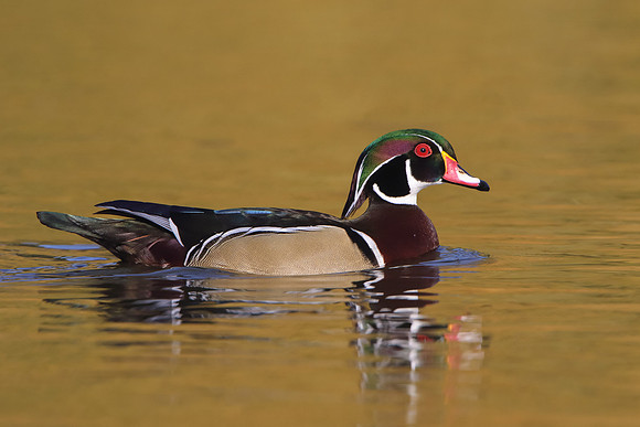 Wood Duck