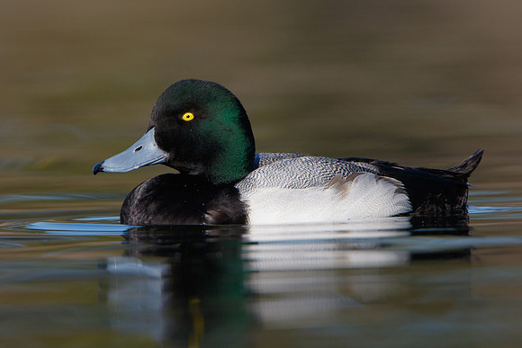 Greater Scaup, male