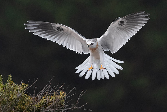 White-tailed Kite, juvenile landing
