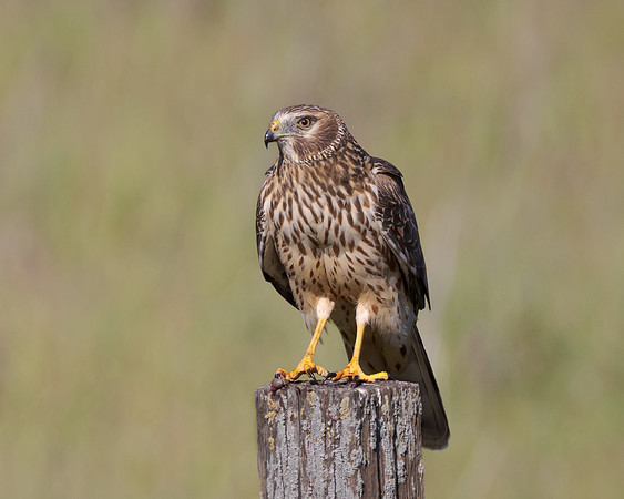 Northern Harrier