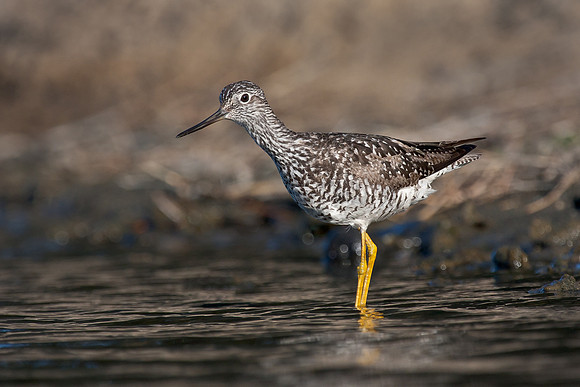 Greater Yellowlegs