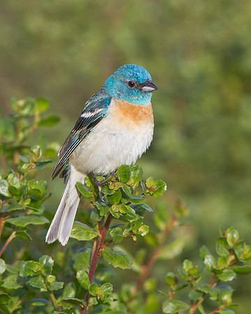Lazuli Bunting