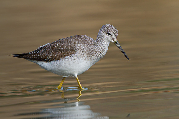 Greater Yellowlegs