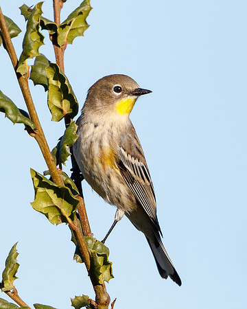 Yellow-rumped Warbler