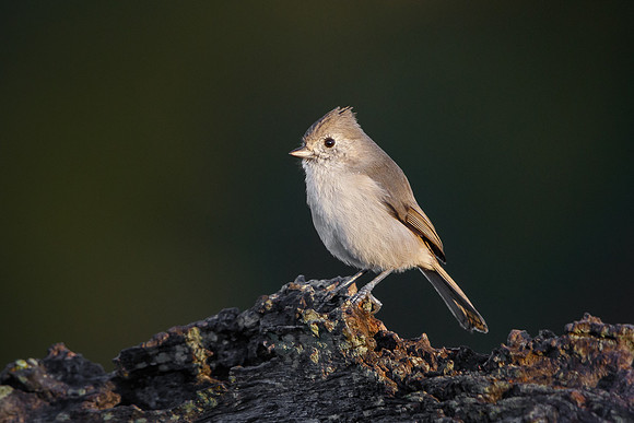 Oak Titmouse